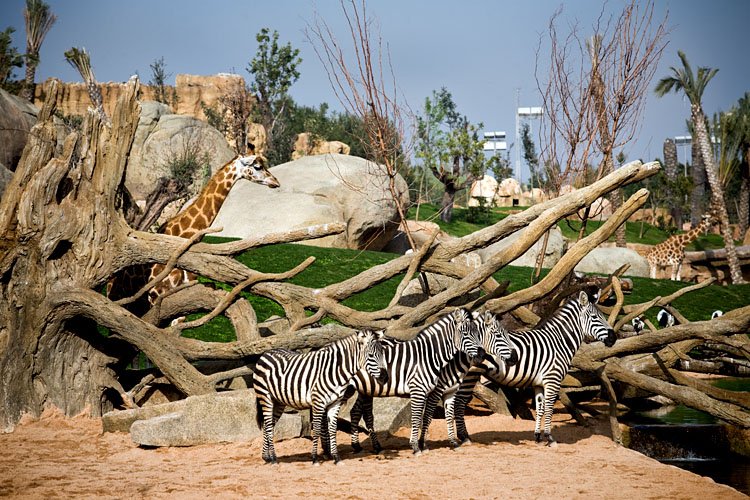 Silesta zoo. Биопарк Валенсия. Зоопарк «Биопарк Валенсии». Биопарк Валенсии в Испании. Зоопарк в Валенсии Испания.